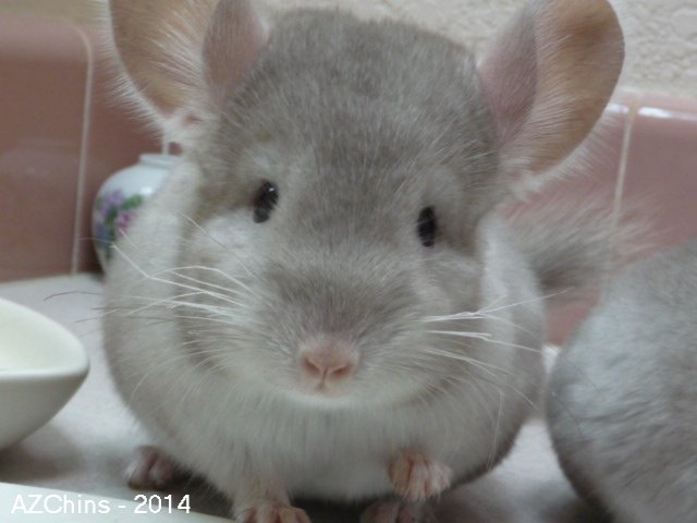 Adalynne - Heterozygous Beige Female