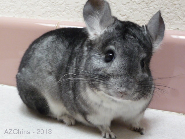 Alfonso - Standard Grey Male