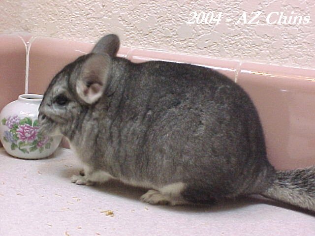 Ambor - Standard Grey Female