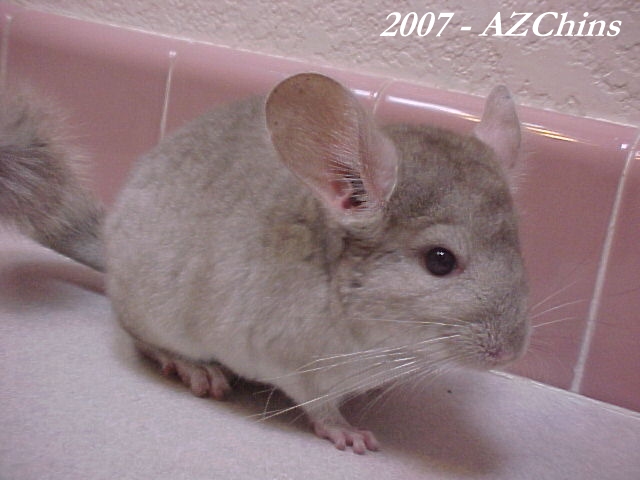 Andy - Heterozygous Beige Male