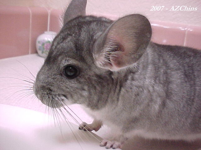 Angelus - Standard Grey Male