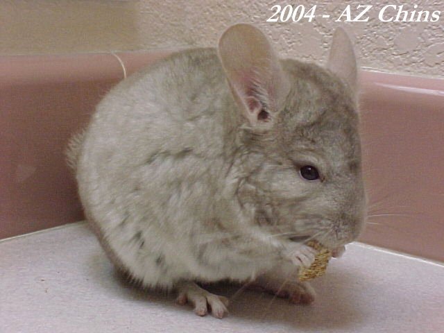 Anson - Heterozygous Beige Male