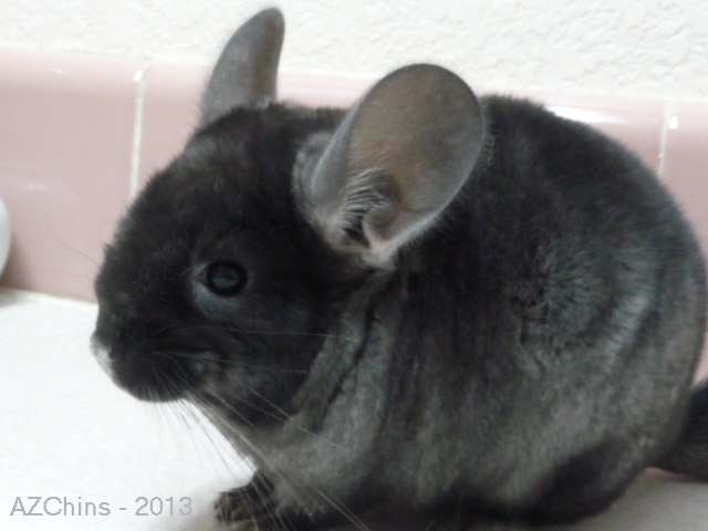 Apollo - TOV Ebony Male