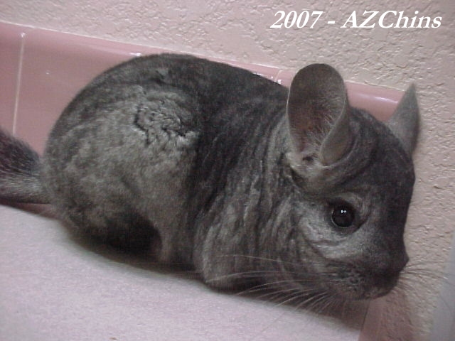Arlie - Heterozygous Ebony Female