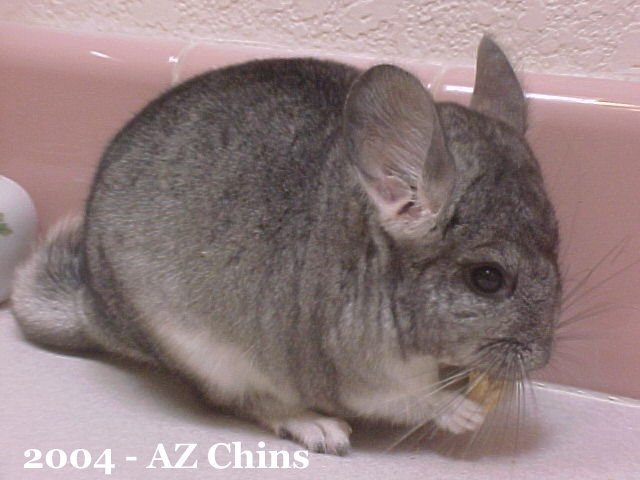 Armand - Standard Grey Male