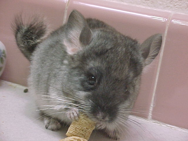 Arrow - Black Velvet Male