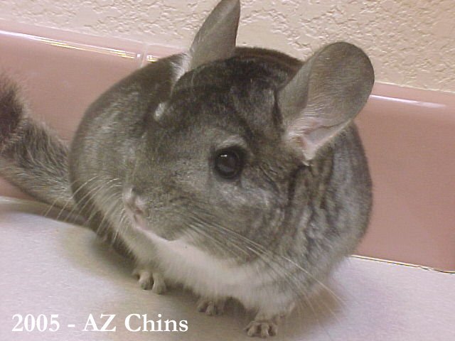 Arwen - Standard Grey Female