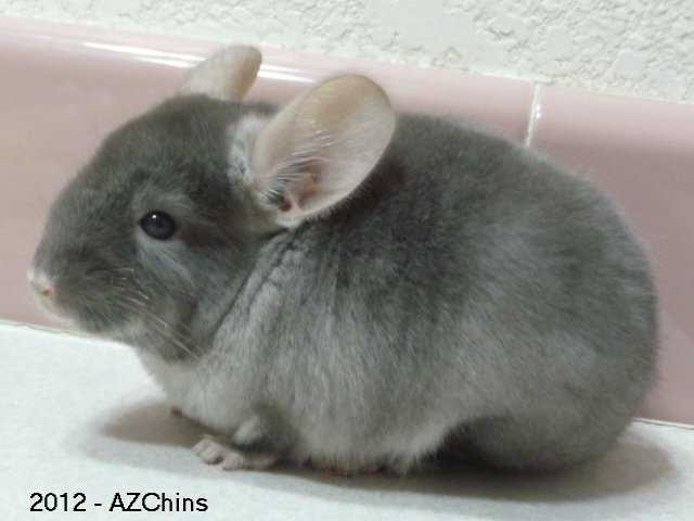 Asa - Brown Velvet Male