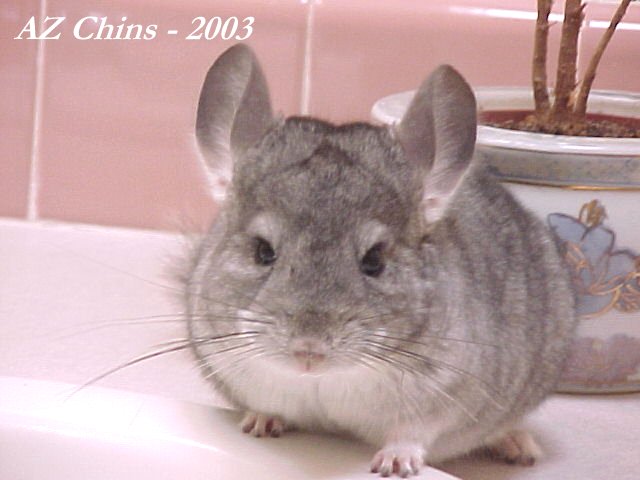 Audi - Standard Grey Male