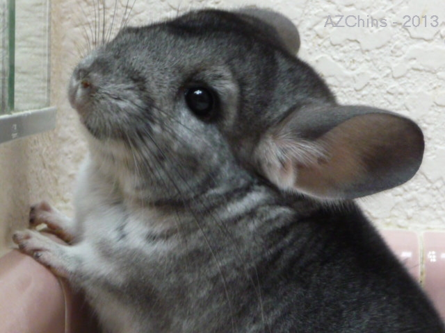 Bam Bam - Standard Grey Male