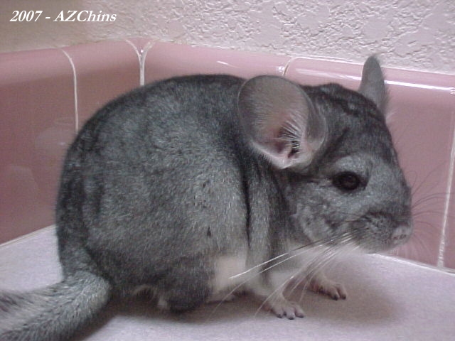 Barb - Standard Grey Female
