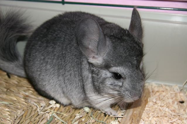 Basil - Standard Grey Male