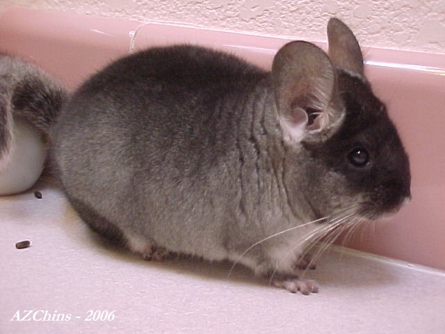 Beaux - Black Velvet Male