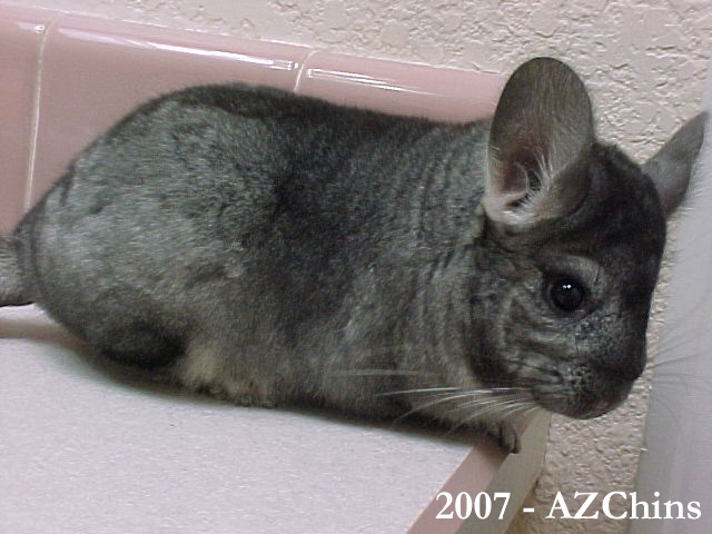 Bellie - Light Ebony Female