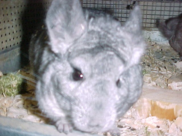 Bennie - Standard Grey Male
