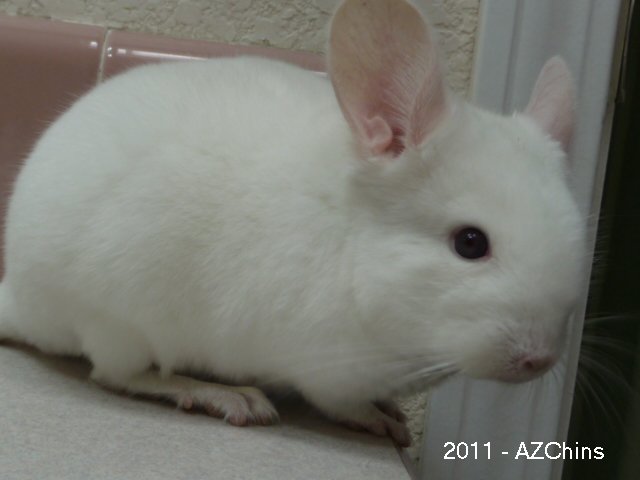 Bing - Pink White Male