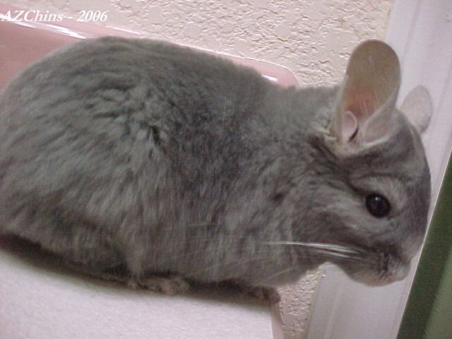 Bob II- Violet Wrap Male