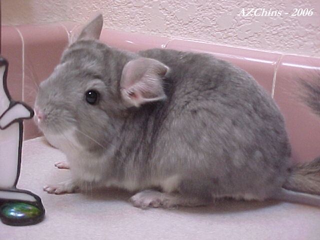 Bobbee - Violet Male