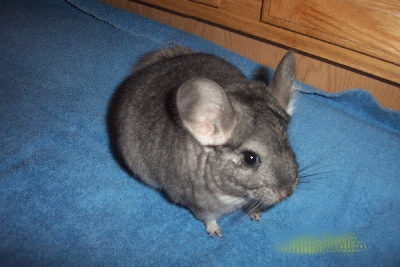 Bonita - Standard Grey Female