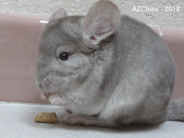 Bossie - Heterozygous Beige Female