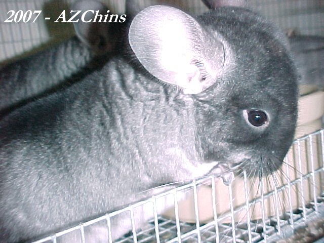 Boudreaux - Black Velvet Male