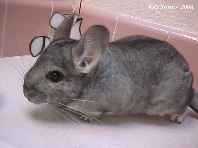 Brains  - Standard Grey Female