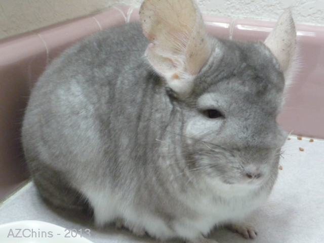 Britni - Heterozygous Beige Female
