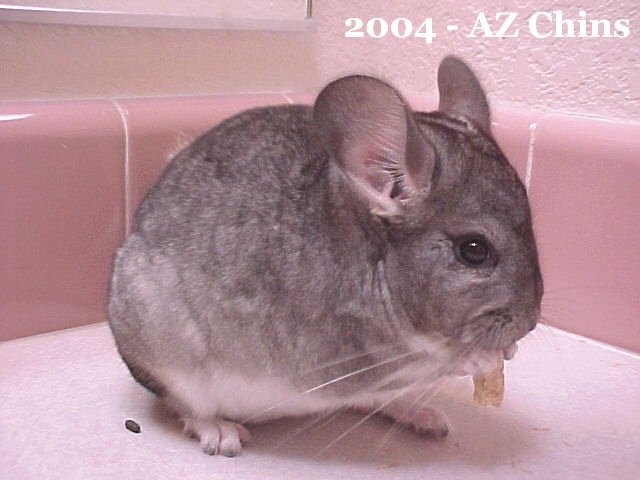 Bruno - Standard Grey Male