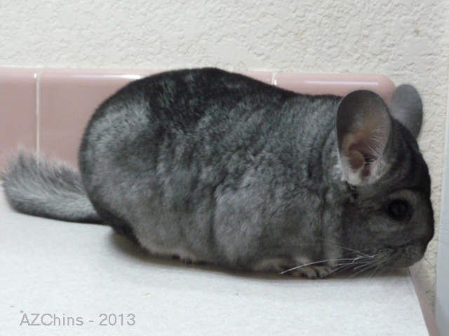 Buckles - Standard Grey Male