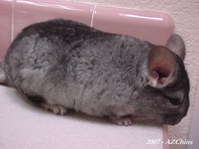 Butch - Standard Grey Male