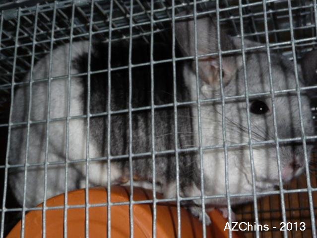 Candie - TOV Mosaic Female