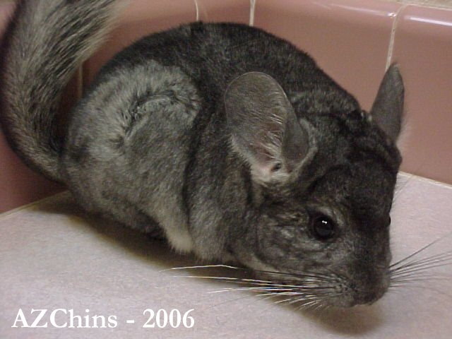 Casia - Standard Grey Female
