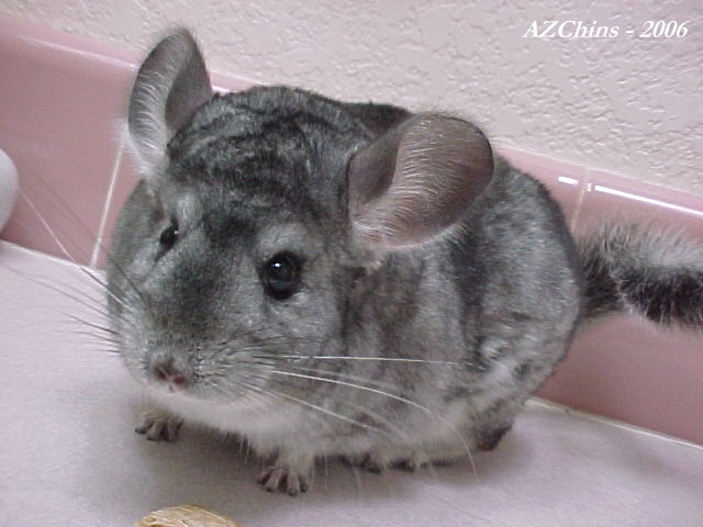 Cassi - Standard Grey Female