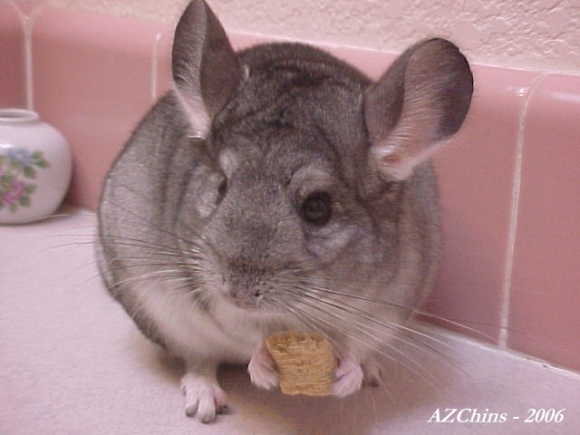 Caty - Standard Grey Female