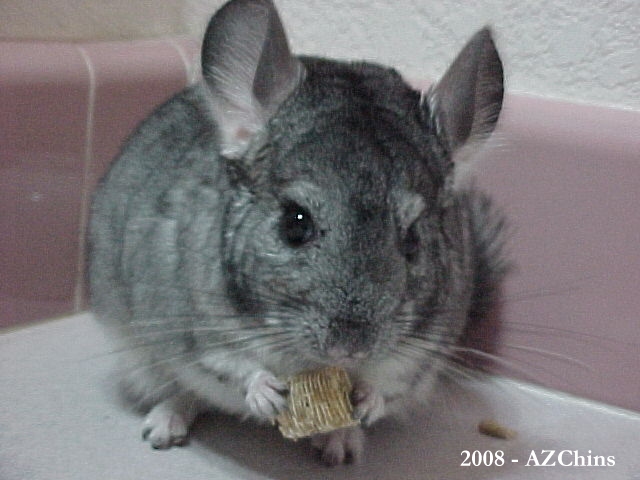 Chan - Standard Grey Male