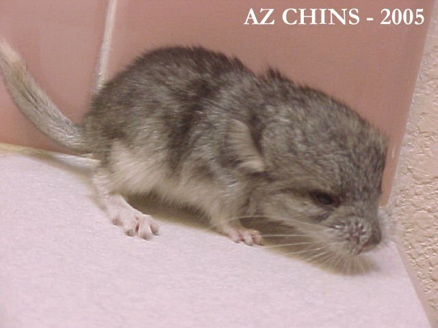 Chapman - Standard Grey Male