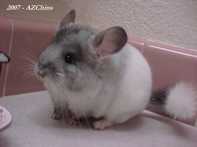 Chief - TOV Mosaic Male