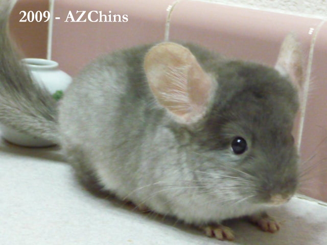 Chippie - Brown Velvet Male