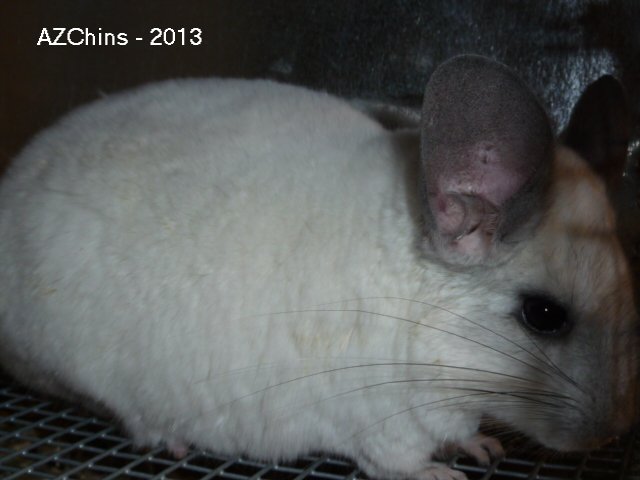 Cisco - Silver Mosaic Male