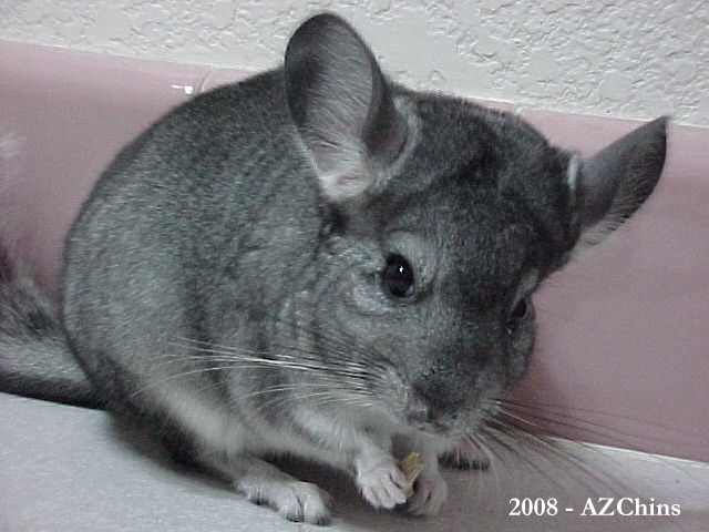 Claudette - Standard Grey Female
