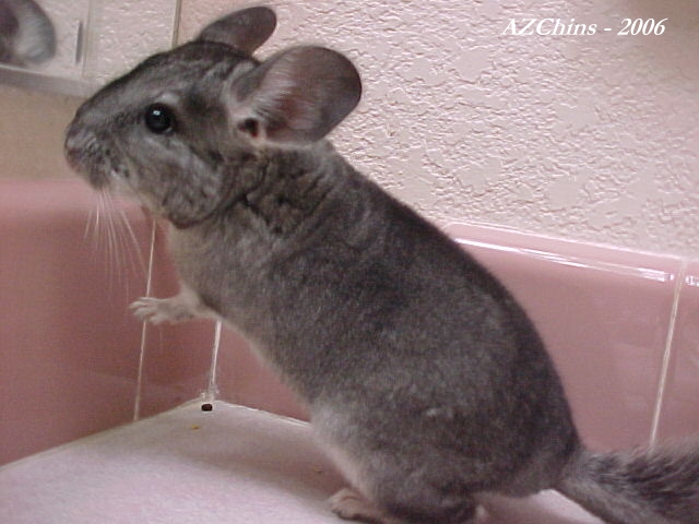 Clevie - Standard Grey Male