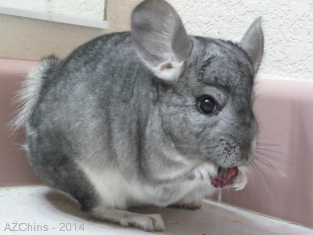 Clint - Standard Grey Male