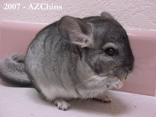 Curran - Standard Grey Male