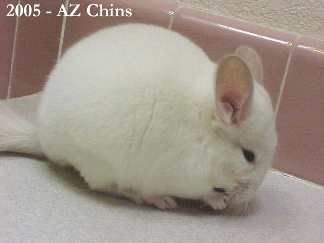 Dawn - Pink White Female