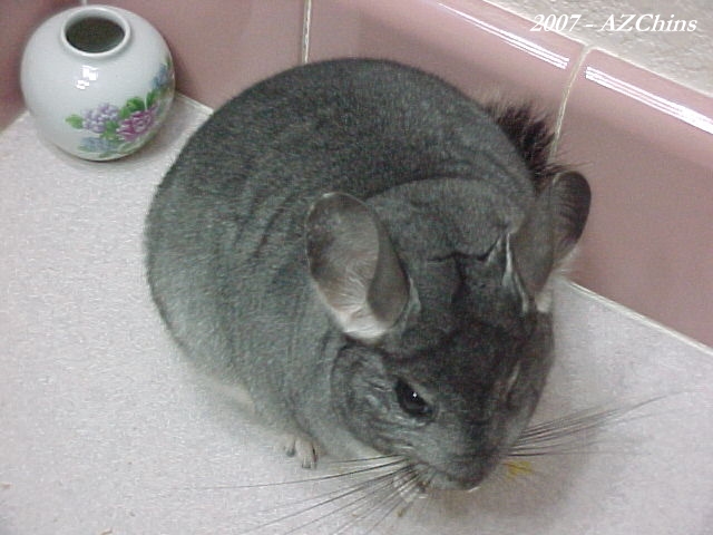 Dale - Standard Grey Female