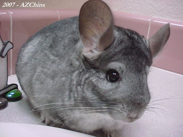 Delilah - Standard Grey Ebony Carrier Female