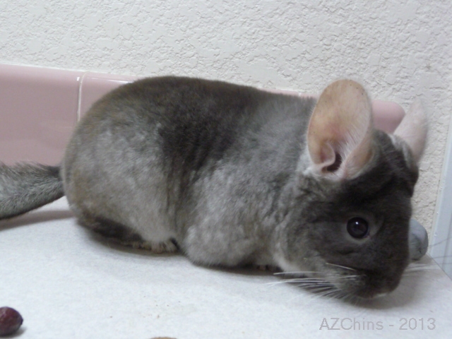 Dollie - Brown Velvet Female