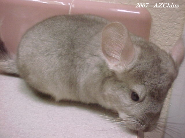 Donna II - Heterozygous Beige Female