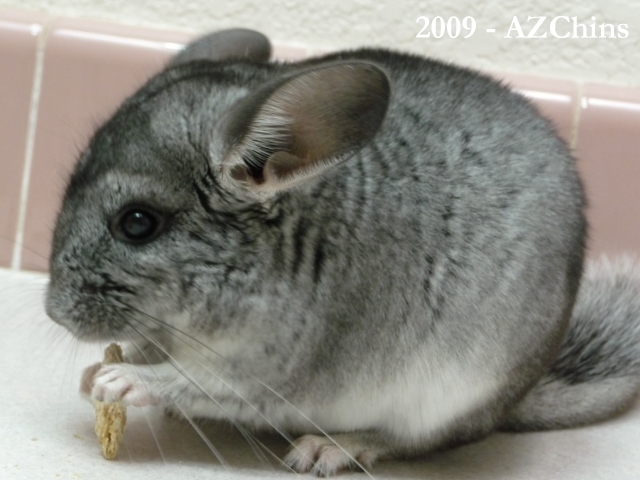 Doris - Standard Grey Female