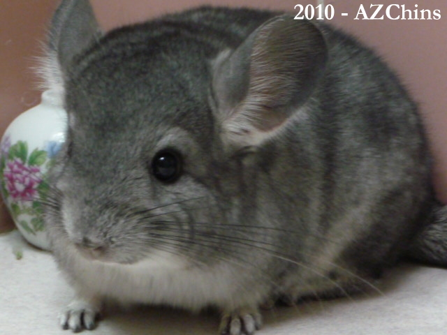 Dubbins - Standard Grey Male